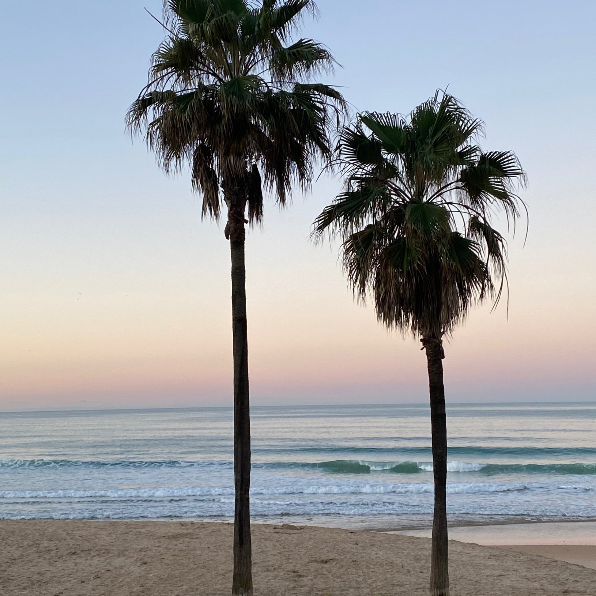 Strand mit zwei Palmen (Coaching - Finde deinen einzigartigen Weg)