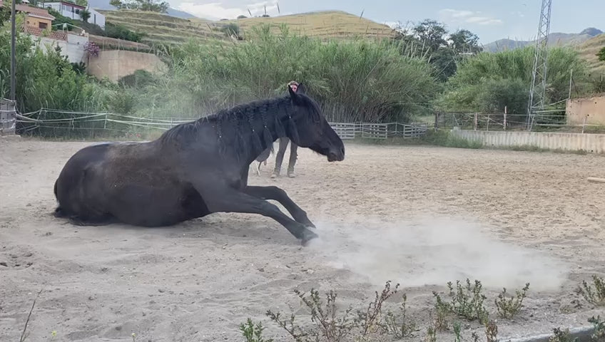 Video (Coaching - verbinde dich energetisch mit deinem Pferd)