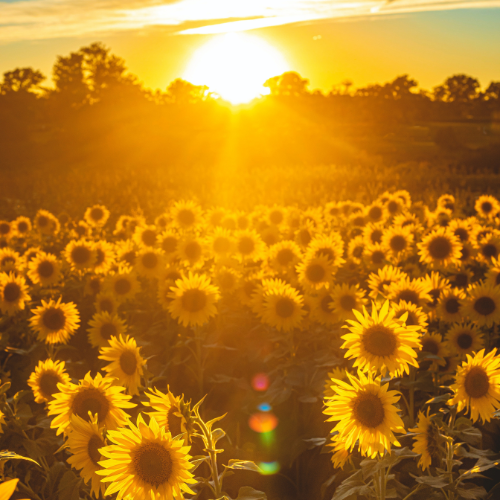 Sonnenblumenfeld (Coaching 1:1 - Löse deine Blockaden und Glaubenssätze für ein erfülltes Leben)